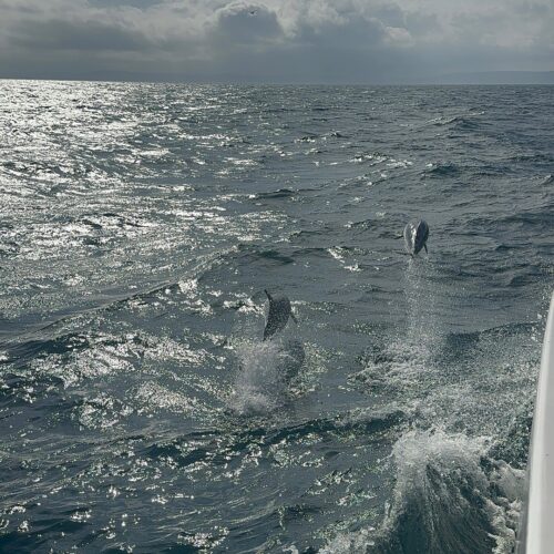 Dolphin photo